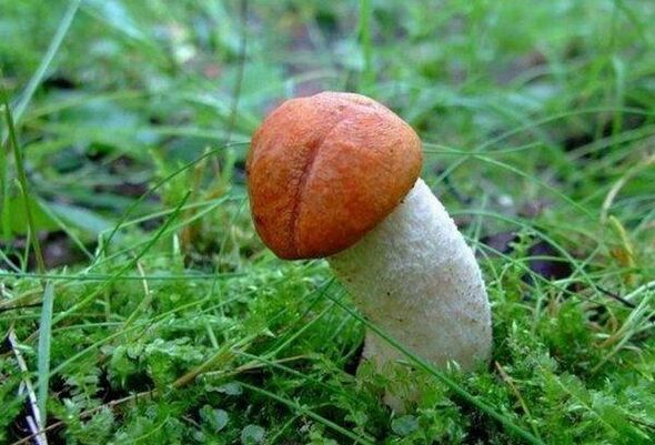 The mushroom symbolizes an enlarged head of the penis